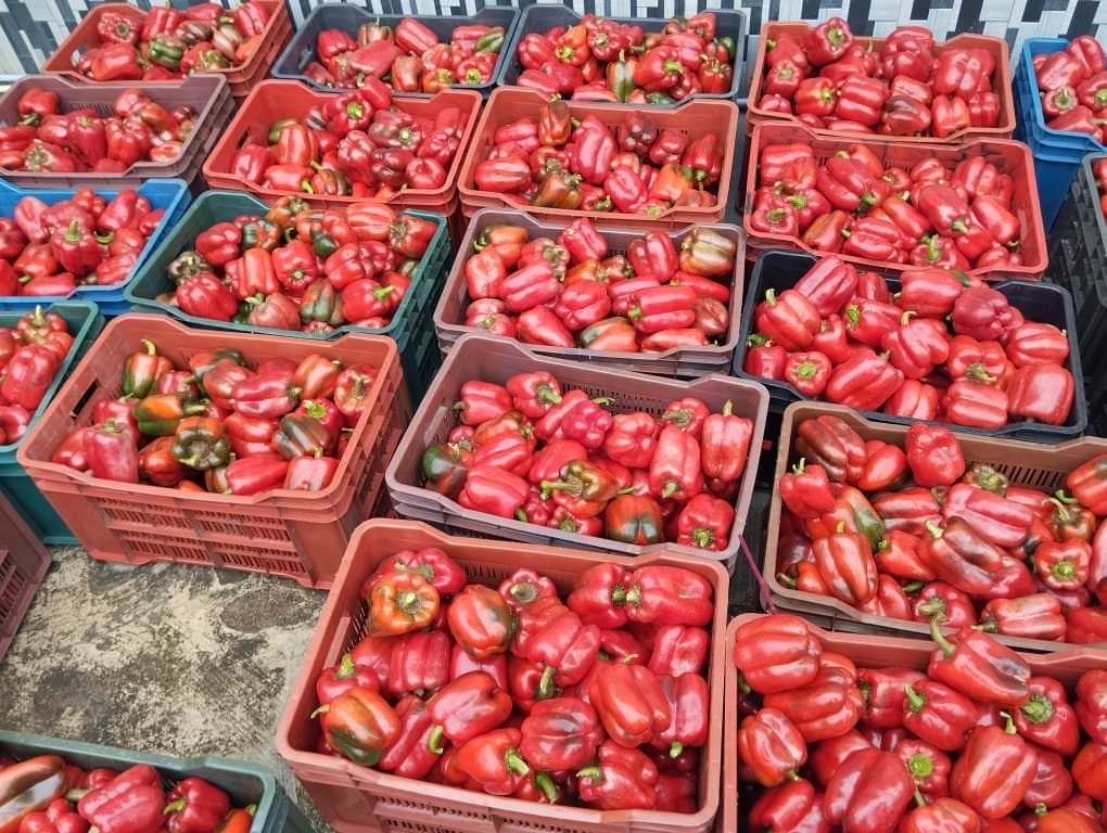 Stacked crates of freshly cut red peppers after grading