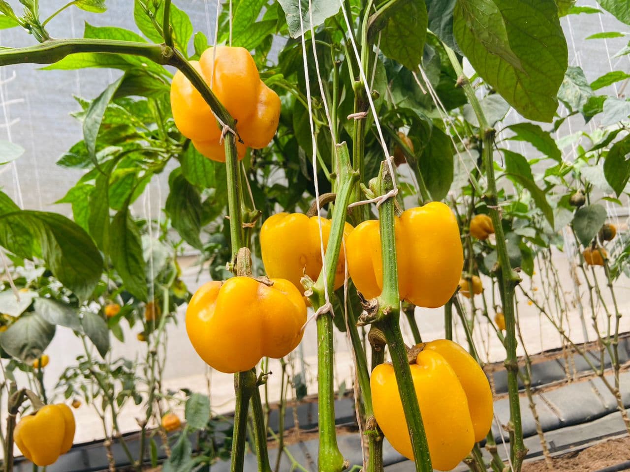 Yellow peppers at several stages of ripeness on staked plants inside a Jamdaagro greenhouse