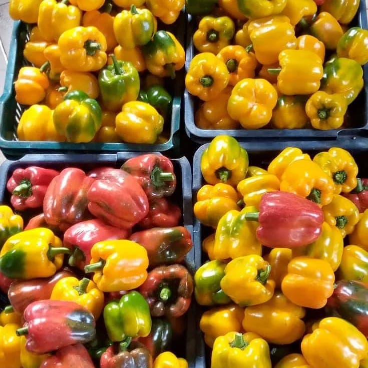 Crates of yellow, green and red peppers sorted after harvest