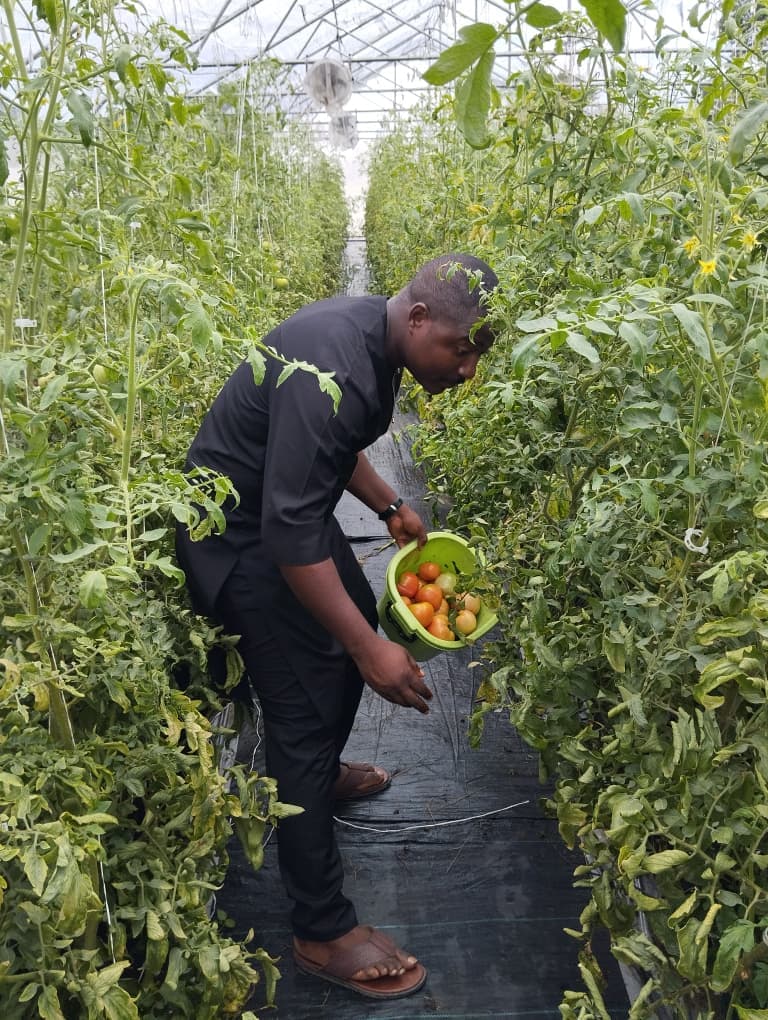 A worker bending between tomato vines, picking ripe fruit into a basket