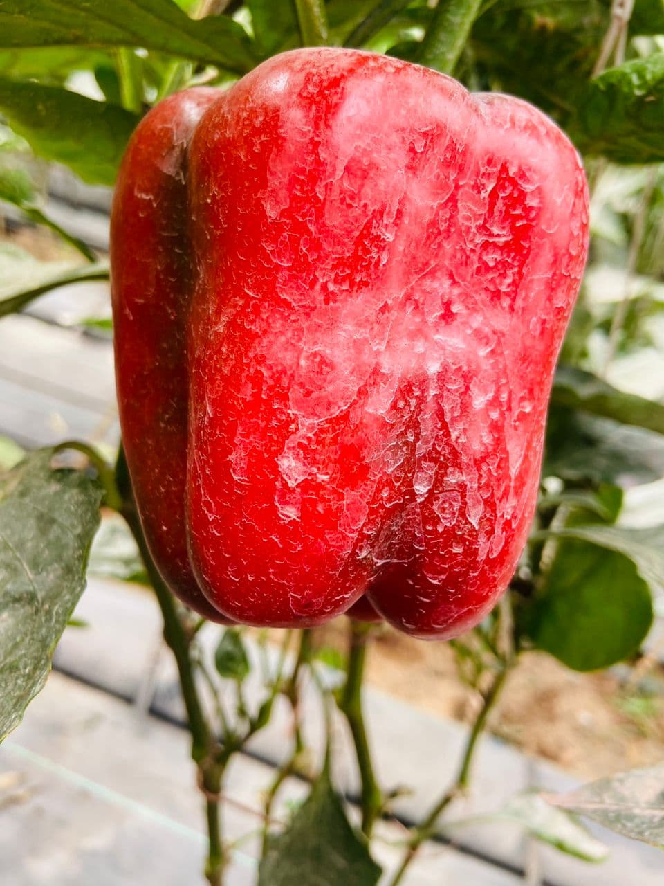 A deep red pepper on the plant, close up