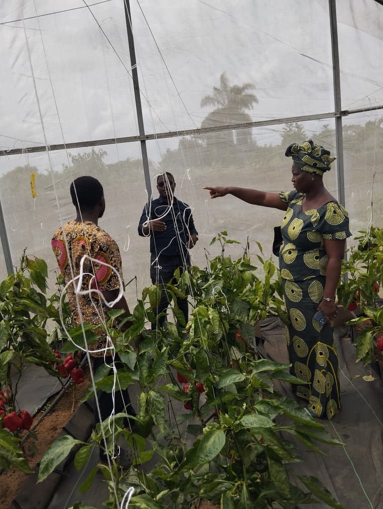 Three members of the Jamdaagro team standing among pepper plants inside a greenhouse, one gesturing down the row